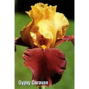   Gypsy Caravan Tall Bearded German Iris Bulb Patio, Lawn & Garden