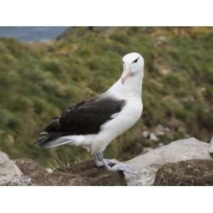 Black Browed Albatross, West Point Island, Falkland Islands, South 